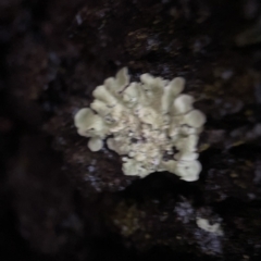Unidentified Lichen at Nicholls, ACT - 7 Apr 2023 by Hejor1
