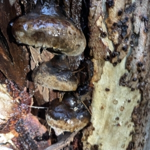 zz Polypore (shelf/hoof-like) at Nicholls, ACT - 7 Apr 2023