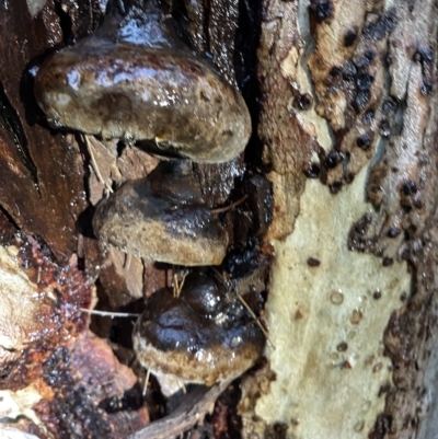 zz Polypore (shelf/hoof-like) at Nicholls, ACT - 7 Apr 2023 by Hejor1