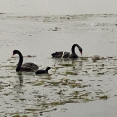 Cygnus atratus (Black Swan) at Gungahlin Pond - 7 Apr 2023 by Hejor1