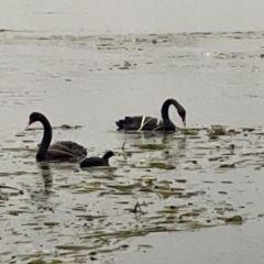 Cygnus atratus (Black Swan) at Nicholls, ACT - 7 Apr 2023 by Hejor1