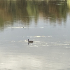 Fulica atra (Eurasian Coot) at Gungahlin Pond - 7 Apr 2023 by Hejor1