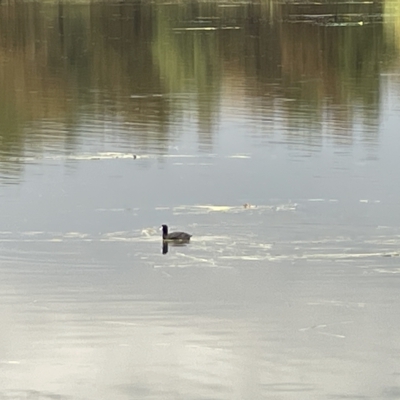 Fulica atra (Eurasian Coot) at Gungahlin Pond - 7 Apr 2023 by Hejor1