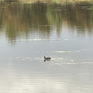 Fulica atra at Nicholls, ACT - 7 Apr 2023