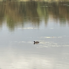 Fulica atra at Nicholls, ACT - 7 Apr 2023 04:01 PM