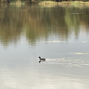 Fulica atra at Nicholls, ACT - 7 Apr 2023