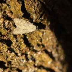 Nola tetralopha (A Nolid moth) at Nicholls, ACT - 7 Apr 2023 by Hejor1