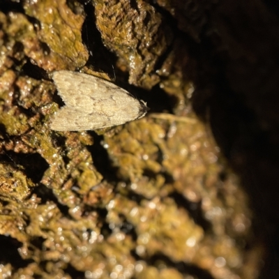 Nola (genus) (A Noctuid moth) at Nicholls, ACT - 7 Apr 2023 by Hejor1