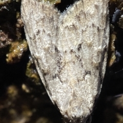 Nola (genus) at Nicholls, ACT - 7 Apr 2023