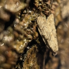 Nola (genus) at Nicholls, ACT - 7 Apr 2023