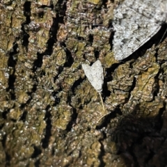 Nola tetralopha at Nicholls, ACT - 7 Apr 2023 04:18 PM