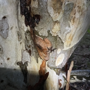 Sparassidae (family) at Nicholls, ACT - 7 Apr 2023 04:53 PM