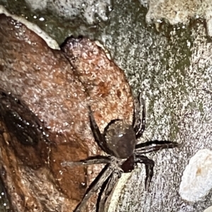 Sparassidae (family) at Nicholls, ACT - 7 Apr 2023