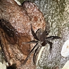 Sparassidae (family) at Nicholls, ACT - 7 Apr 2023 04:53 PM