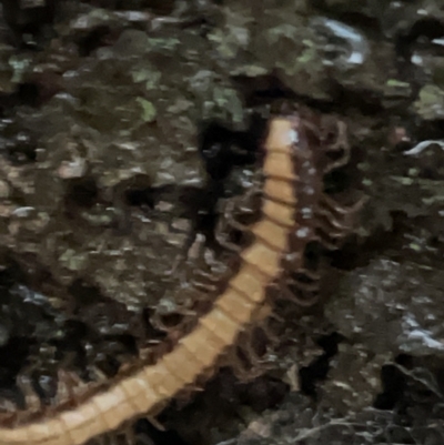 Paradoxosomatidae sp. (family) (Millipede) at Gungahlin Pond - 7 Apr 2023 by Hejor1