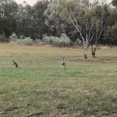 Macropus giganteus (Eastern Grey Kangaroo) at Nicholls, ACT - 7 Apr 2023 by Hejor1