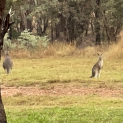 Macropus giganteus at Nicholls, ACT - 7 Apr 2023