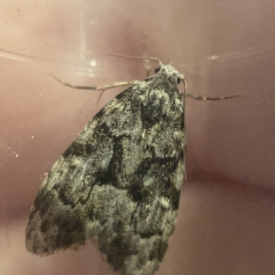 Nola tetralopha (A Nolid moth) at Casey, ACT - 7 Apr 2023 by Hejor1