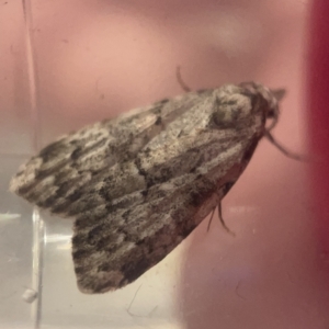 Nola tetralopha at Casey, ACT - 7 Apr 2023 06:05 PM