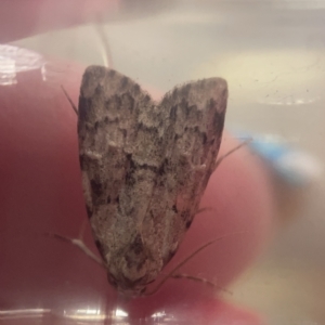 Nola tetralopha at Casey, ACT - 7 Apr 2023 06:05 PM