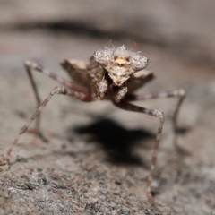 Unidentified Praying mantis (Mantodea) at Wellington Point, QLD - 5 Apr 2023 by TimL