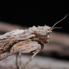 Unidentified Praying mantis (Mantodea) at Wellington Point, QLD - 5 Apr 2023 by TimL