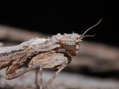 Unidentified Praying mantis (Mantodea) at Wellington Point, QLD - 5 Apr 2023 by TimL