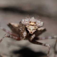 Gyromantis kraussi at Wellington Point, QLD - 6 Apr 2023 09:55 AM