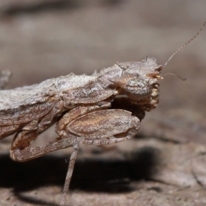 Gyromantis kraussi at Wellington Point, QLD - 6 Apr 2023 09:55 AM