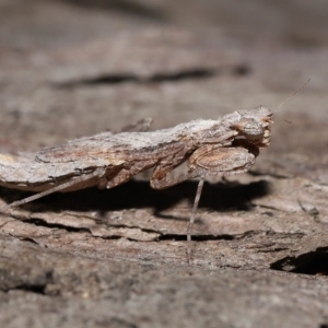 Gyromantis kraussi at Wellington Point, QLD - 6 Apr 2023 09:55 AM