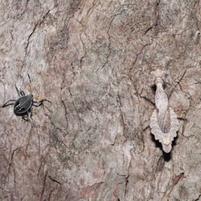 Unidentified True bug (Hemiptera, Heteroptera) at Wellington Point, QLD - 5 Apr 2023 by TimL