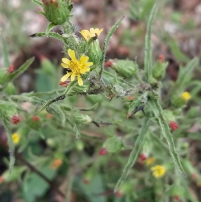 Dittrichia graveolens (Stinkwort) at Fadden, ACT - 7 Apr 2023 by KumikoCallaway