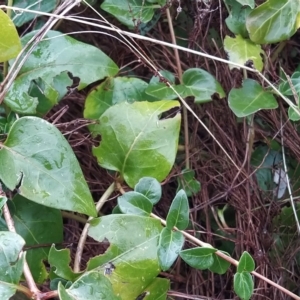 Vinca major at Fadden, ACT - 7 Apr 2023 03:33 PM