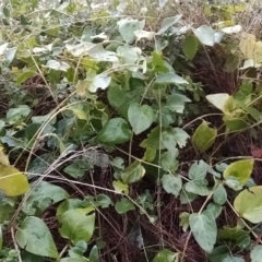 Vinca major at Fadden, ACT - 7 Apr 2023