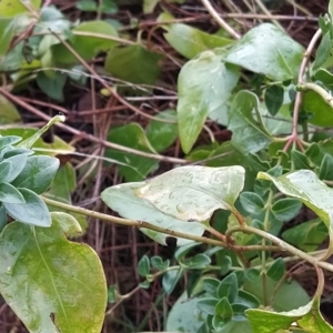 Vinca major at Fadden, ACT - 7 Apr 2023 03:33 PM