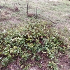 Vinca major at Fadden, ACT - 7 Apr 2023 03:33 PM