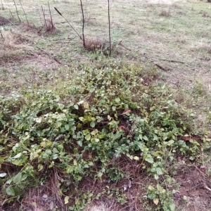 Vinca major at Fadden, ACT - 7 Apr 2023