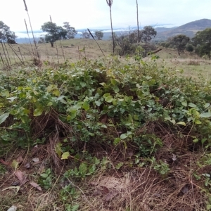 Vinca major at Fadden, ACT - 7 Apr 2023