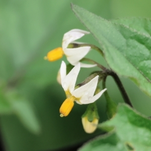 Solanum nigrum at Wodonga, VIC - 7 Apr 2023