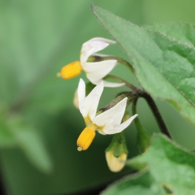 Solanum nigrum (Black Nightshade) at Wodonga - 7 Apr 2023 by KylieWaldon