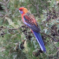 Platycercus elegans (Crimson Rosella) at Wodonga - 7 Apr 2023 by KylieWaldon