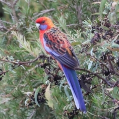 Platycercus elegans at Wodonga, VIC - 7 Apr 2023 12:11 PM