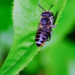 Megachile (Eutricharaea) serricauda at Dulwich Hill, NSW - suppressed