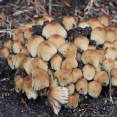Coprinellus etc. (An Inkcap) at Wodonga, VIC - 7 Apr 2023 by KylieWaldon