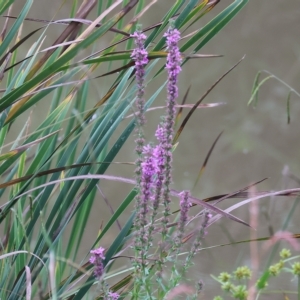 Lythrum salicaria at Wodonga, VIC - 7 Apr 2023 11:44 AM