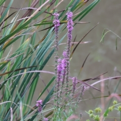 Lythrum salicaria (Purple Loosestrife) at Wodonga, VIC - 7 Apr 2023 by KylieWaldon