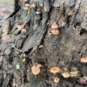 zz agaric (stem; gills not white/cream) at Wanniassa, ACT - 7 Apr 2023