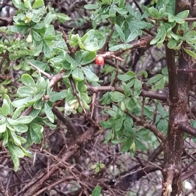 Lycium ferocissimum (African Boxthorn) at Wanniassa Hill - 7 Apr 2023 by KumikoCallaway