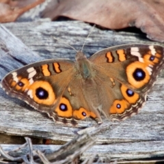 Junonia villida (Meadow Argus) at Broulee Moruya Nature Observation Area - 7 Apr 2023 by LisaH