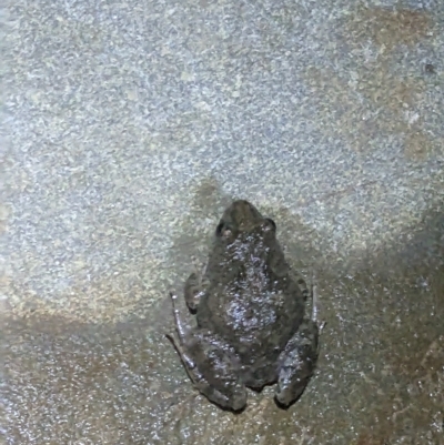 Crinia sp. (genus) (A froglet) at Thurgoona, NSW - 7 Apr 2023 by ChrisAllen